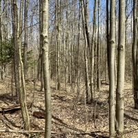 11.8 acres Hunting Land with Building Site Florence NY images 3