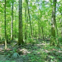 Balls Ferry River Retreat images 2