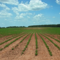 266 Ac Fly-In Hunting Investment Property
