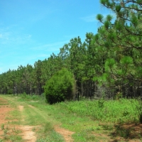 266 Ac Fly-In Hunting Investment Property images 2