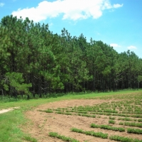 266 Ac Fly-In Hunting Investment Property images 4