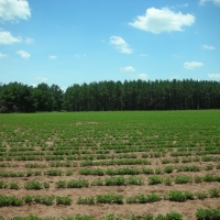 266 Ac Fly-In Hunting Investment Property images 5