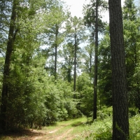 266 Ac Fly-In Hunting Investment Property images 6