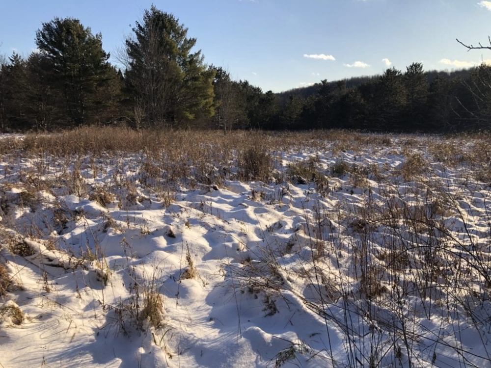 38 acres Hunting Land in Ward NY Waugh Brook Road featured image