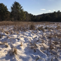 38 acres Hunting Land in Ward NY Waugh Brook Road