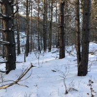 38 acres Hunting Land in Ward NY Waugh Brook Road images 3