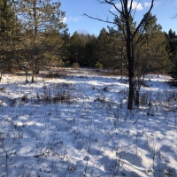 38 acres Hunting Land in Ward NY Waugh Brook Road images 5