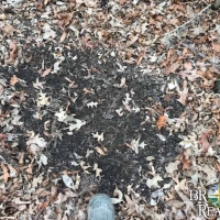 LA - Madison Humble 109 acres - images 4