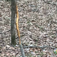 LA - Madison Humble 109 acres - images 5