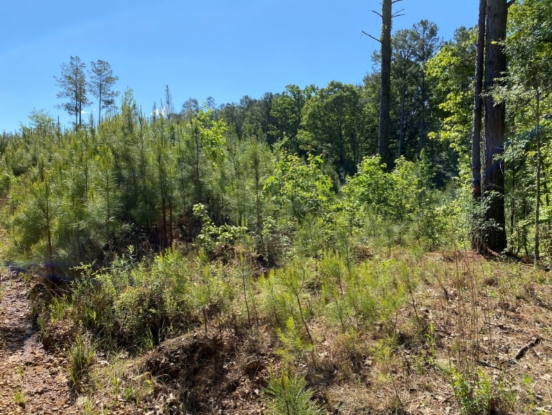 36 Acres in Leake County in Kosciusko MS featured image