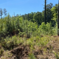 36 Acres in Leake County in Kosciusko MS