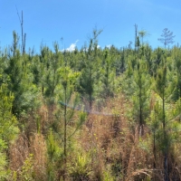36 Acres in Leake County in Kosciusko MS images 2
