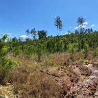 36 Acres in Leake County in Kosciusko MS images 3