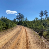 36 Acres in Leake County in Kosciusko MS images 4