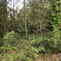 LA - Richland Mulhern 370 acres - images 3