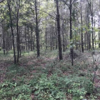 LA - Richland Mulhern 370 acres - images 4