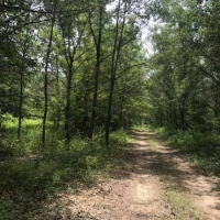 LA - Richland Mulhern 370 acres - images 5