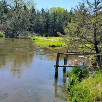 Maxwell South Channel Wildlife