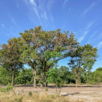 5 Acres Tract 7 Mustang Oaks images 3