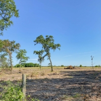 5 Acres Tract 7 Mustang Oaks images 4
