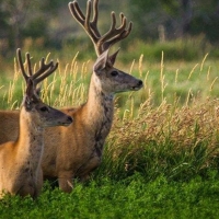 446 Privately Deeded Acres in the Uinta Mountains images 4