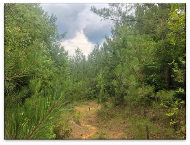 43 Acres in Attala County in McCool MS featured image