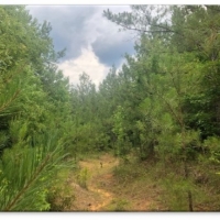 43 Acres in Attala County in McCool MS images 1