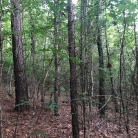 43 Acres in Attala County in McCool MS images 3