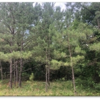43 Acres in Attala County in McCool MS images 4