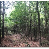 43 Acres in Attala County in McCool MS images 5