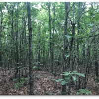 43 Acres in Attala County in McCool MS images 6