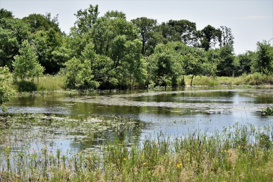 Bremond Texas 164 acres Hunting Land for Sale