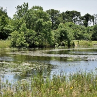 Bremond Texas 164 acres