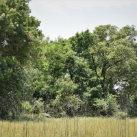 Bremond Texas 164 acres images 3