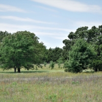 Bremond Texas 164 acres images 4