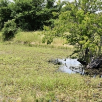 Bremond Texas 164 acres images 5