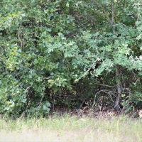 Bremond Texas 164 acres images 6