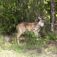 713 Acres Mosley Hunting Lodge images 3