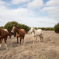 Lometa Ranch images 6