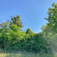 30 Acres Tract 11 Mustang Oaks images 3