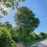 30 Acres Tract 11 Mustang Oaks images 4