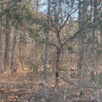 LARGE ACREAGE IN ARKANSAS images 6