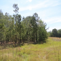 Nice Secluded Hunting Tract or Weekend Getaway images 2