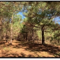 16 Acres in with a Mobile Home in Jefferson Davis County at 8940 Hwy 35 in Prentiss MS images 6