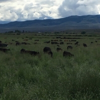 Christensen Ranch images 2