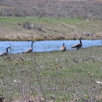 Christensen Ranch images 3