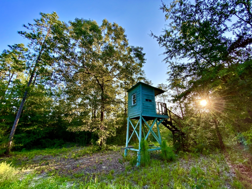 Divisible Spanish Fort Area Timber Home Site or Hunting Land featured image