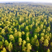 Divisible Spanish Fort Area Timber Home Site or Hunting Land images 2
