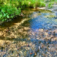 Divisible Spanish Fort Area Timber Home Site or Hunting Land images 3