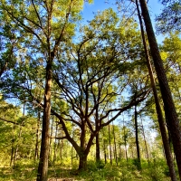 Divisible Spanish Fort Area Timber Home Site or Hunting Land images 6